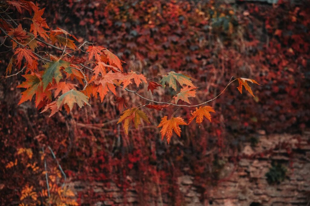 chinar leaves