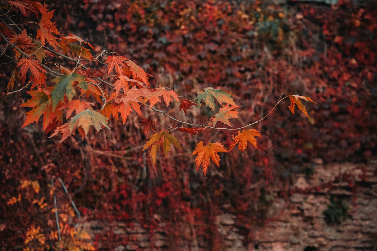chinar leaves